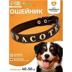 Ошейник «Красотка», 60×2.5 см, однослойный, тиснение фольгой, кожа, цвет МИКС