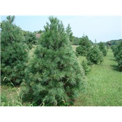 Сосна Веймутова семена (10шт) (Код: 93733)