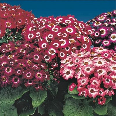 5247D Цинерария гибридная Молл Микс 10шт