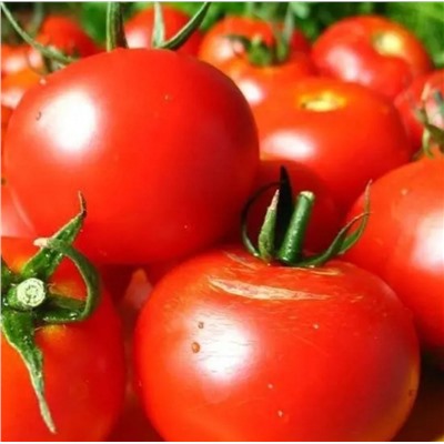 5174D Томат Волгоградские зори 5шт