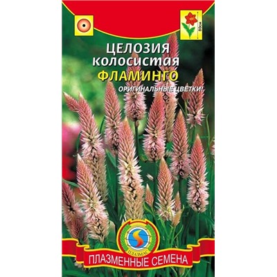 Целлозия Фламинго   (Код: 93710)