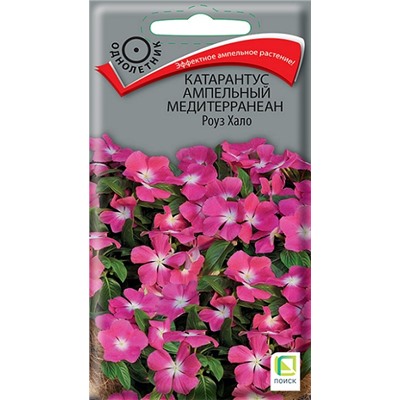 Катарантус Медитерраниан Роуз Хало (Код: 93189)