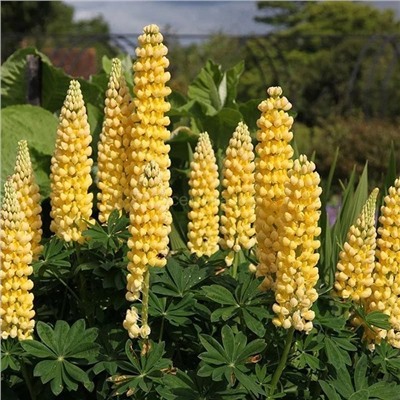 Люпины Чандельер 1шт СдС