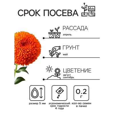 Семена   Астра Монпансье, смесь окрасок , 0,2г