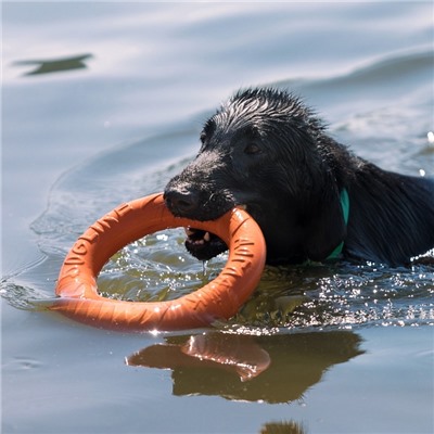 Кольцо «ДогЛайк» d=2611, 8-мигранное, большое, d=30.5 см, оранжевое