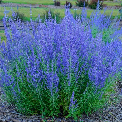 5239D Перовския лебедолистная Блю Стил 5шт