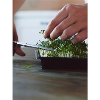 Набор для выращивания микрозелени Vegebox, 5 лотков, подсолнечник