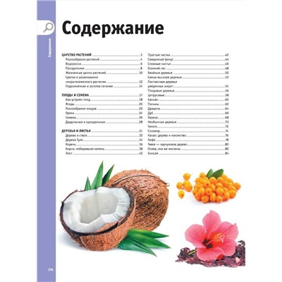 АСТ Спектор А.А. "Деревья, листья, цветы и семена"