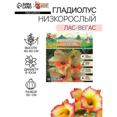 Гладиолус Низкорослый "Лас-Вегас", р-р 10+, 7 шт,