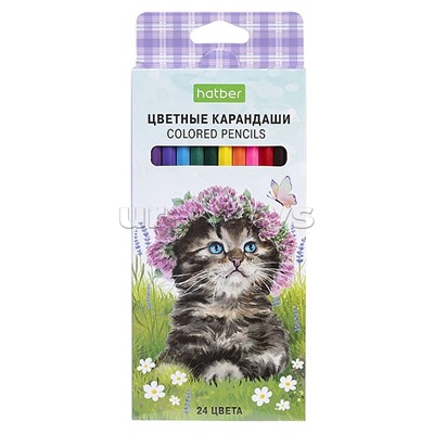Карандаши цветные 24цв. ECO "Котики бывают разными" заточен. в карт. коробке с европодвесом