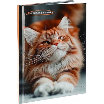 Записная книжка А5 80л "ФОТО КОТИКА" глянц.лам. 80-9071 Проф-Пресс