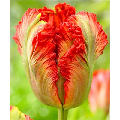 Тюльпан Экзотик Пэррот 12/+ 3шт СдС