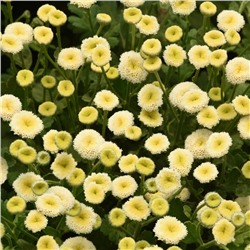 5246D Пиретрум девичий (Пижма) Вегмо Сноуболл Экстра 5шт