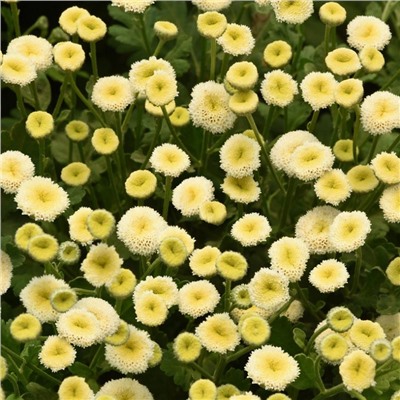 5246D Пиретрум девичий (Пижма) Вегмо Сноуболл Экстра 5шт