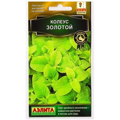Колеус Блюме Золотой (Код: 9709)