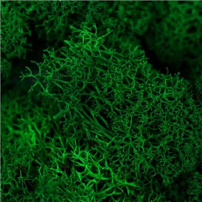 Мох стабилизированный «Ярко-зелёный» 45 г (±5 г)