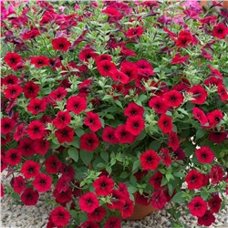 5182D Петуния ампельная Тайдал Вэйв Ред Велюр 5шт