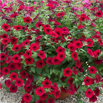 5182D Петуния ампельная Тайдал Вэйв Ред Велюр 5шт