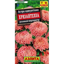 Астра Хризантелла Розовый перламутр (Код: 93516)