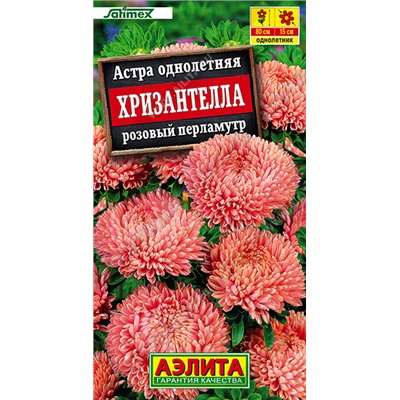 Астра Хризантелла Розовый перламутр (Код: 93516)