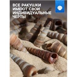Набор ракушек, 3 - 5 см, 100 г