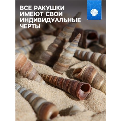 Набор ракушек, 3 - 5 см, 100 г