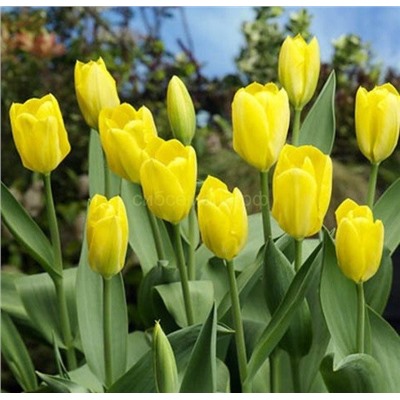 Тюльпан Еллоу Пуриссима (фостера) 11/12 3шт СдС