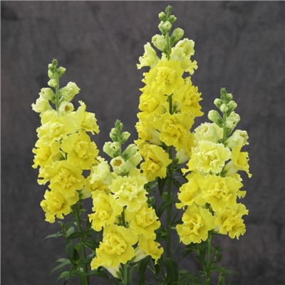 5212D Антирринум (Львиный зев) Легенд Дабл 1 Еллоу 10шт