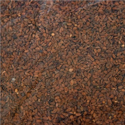 Семена Фацелия «Рецепты дедушки Никиты», 1 кг