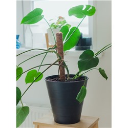 Опора для комнатных цветов, h=60 см, d=2.5 см, пластик, кокосовая оплётка, Greengo