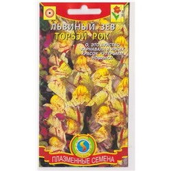 Львиный зев Торбей рок (Код: 75993)