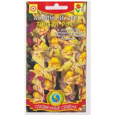 Львиный зев Торбей рок (Код: 75993)