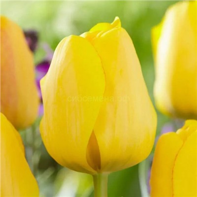 Тюльпан Голден Апельдорн 11/12 3шт СдС