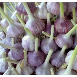 Чеснок Скиф озимый (4-6см) фас 3кг