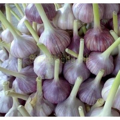 Чеснок Скиф озимый (4-6см) фас 3кг