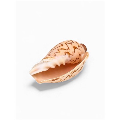 Ракушка декоративная, 6-7 см