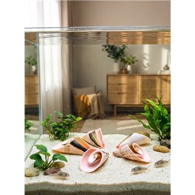 Набор ракушек декоративных, длина 4 см, 5 шт.