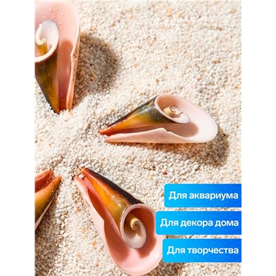 Набор ракушек декоративных, длина 4 см, 5 шт.