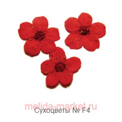 Severina Сухоцветы Dried flowers тон F-4 распродажа