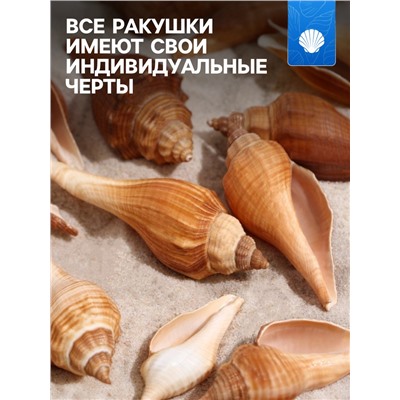 Набор ракушек, 3 - 5 см, 100 г