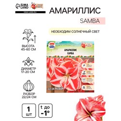 Амариллис "Samba", р-р 22/24, 1 шт, Весна 2025
