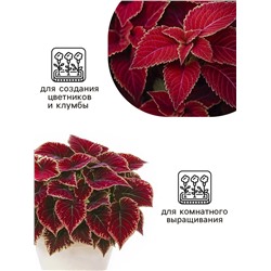 Семена цветов Колеус Визард Вельвет ред, 10шт