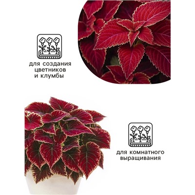 Семена цветов Колеус Визард Вельвет ред, 10шт