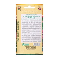 Семена цветов астра китайская «Хризантелла Фламинго на Закате», 5 шт.