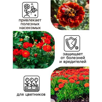 Семена цветов Календула махровая «Ред виз блэк центр», 0.3 г, «Рецепты дедушки Никиты»