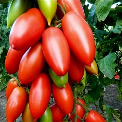 7049Т Томат Ниагара 10шт