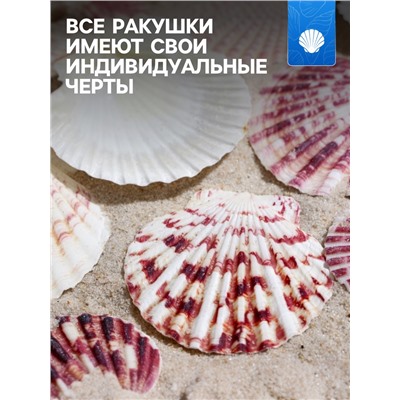 Набор ракушек «Гребешок пуксидатус», размер 4 - 6 см, 100 г