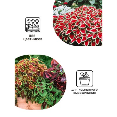 Семена цветов Колеус «Визард», мозаика, «Семена Алтая», цветной пакет, 5 шт.