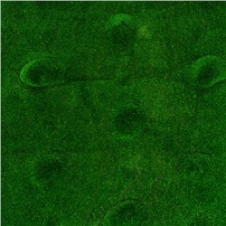 Мох искусственный, декоративный, полотно 1×1 м, рельефный, редкие бугры, зелёный, Greengo