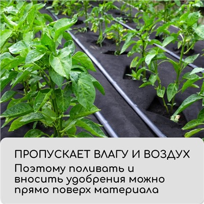 Материал мульчирующий, с перфорацией, 5×0.8 м, плотность 80 г/м², спанбонд с УФ-стабилизатором, чёрный, Greengo, Эконом 30%